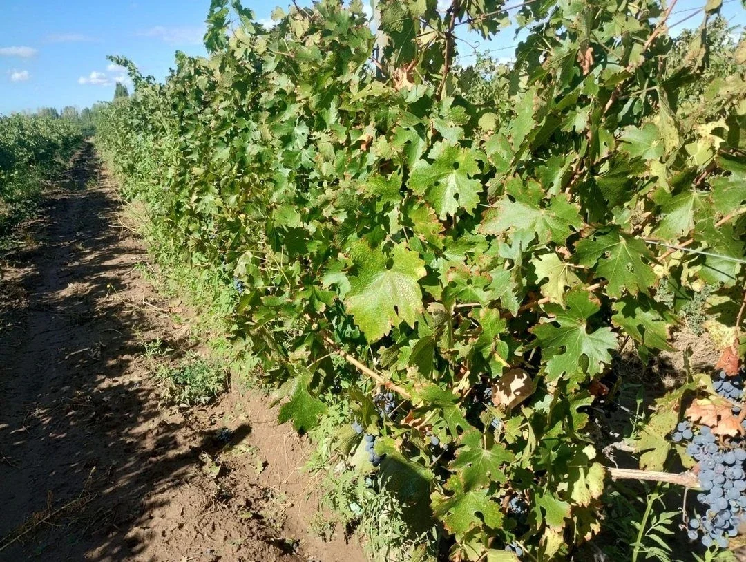 Venta de finca de 27 hectáreas en Ugarteche, Luján de Cuyo, Mendoza - Imagen 4