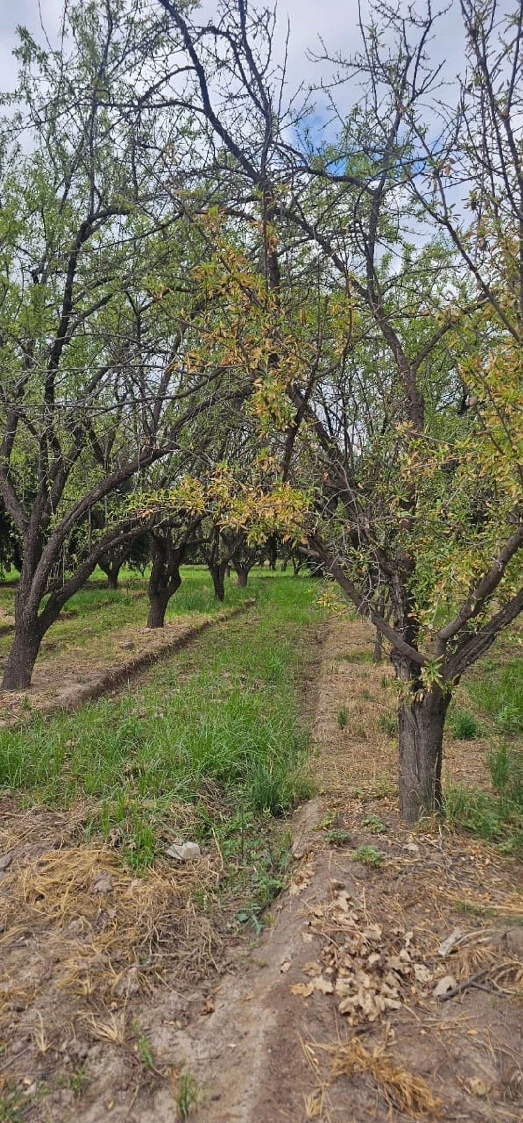 Terreno / Lote en venta de 10ha ubicado en Maipú - Imagen 2