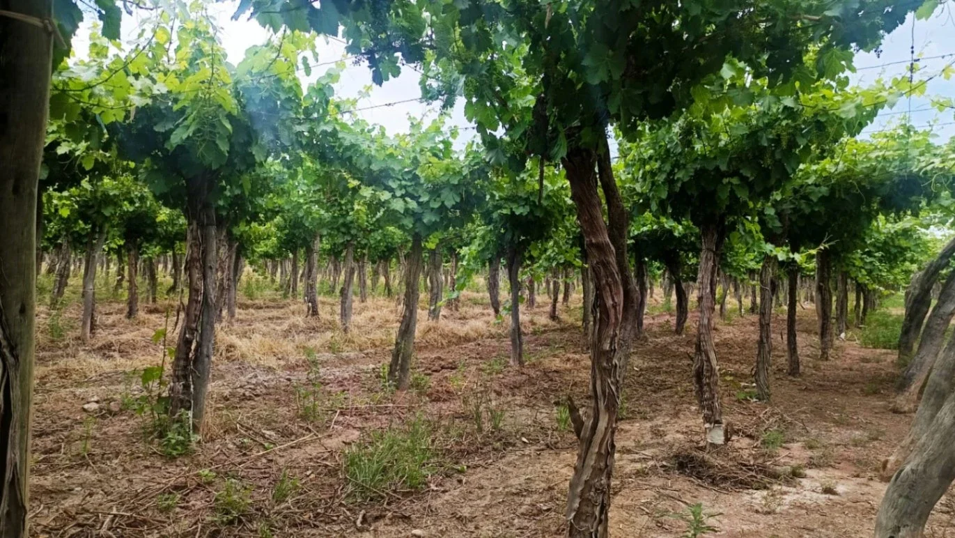 farmstead en Colonia Segovia - Imagen 5