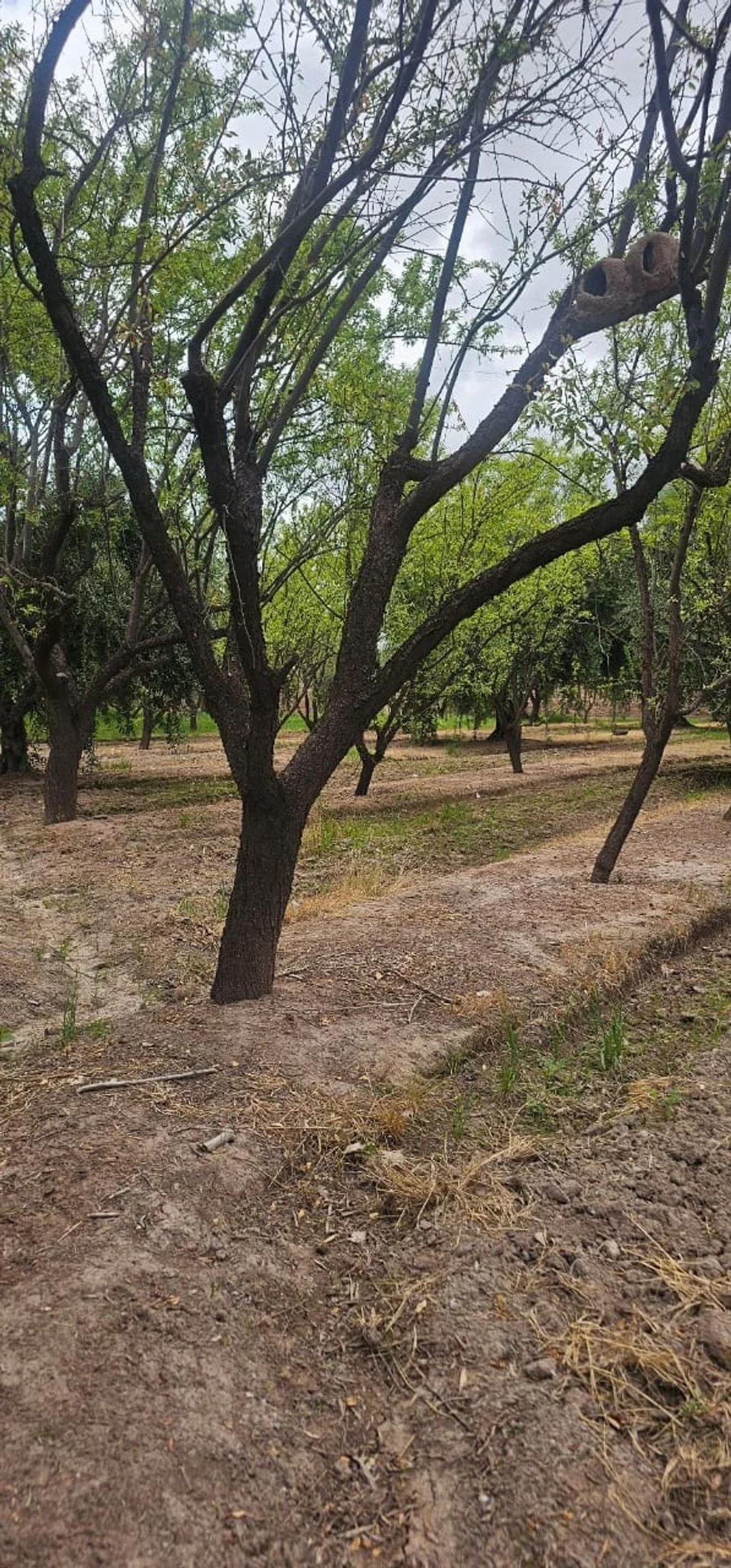 Terreno / Lote en venta de 10ha ubicado en Maipú - Imagen 5