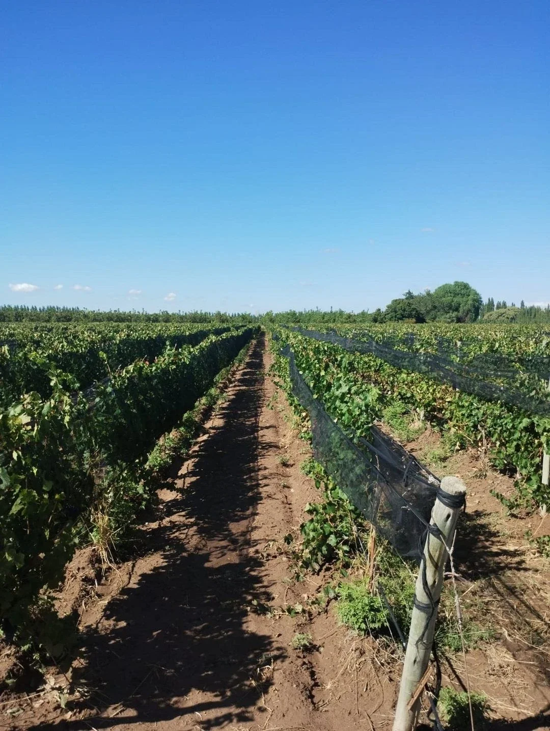 Venta de finca de 27 hectáreas en Ugarteche, Luján de Cuyo, Mendoza - Imagen 1