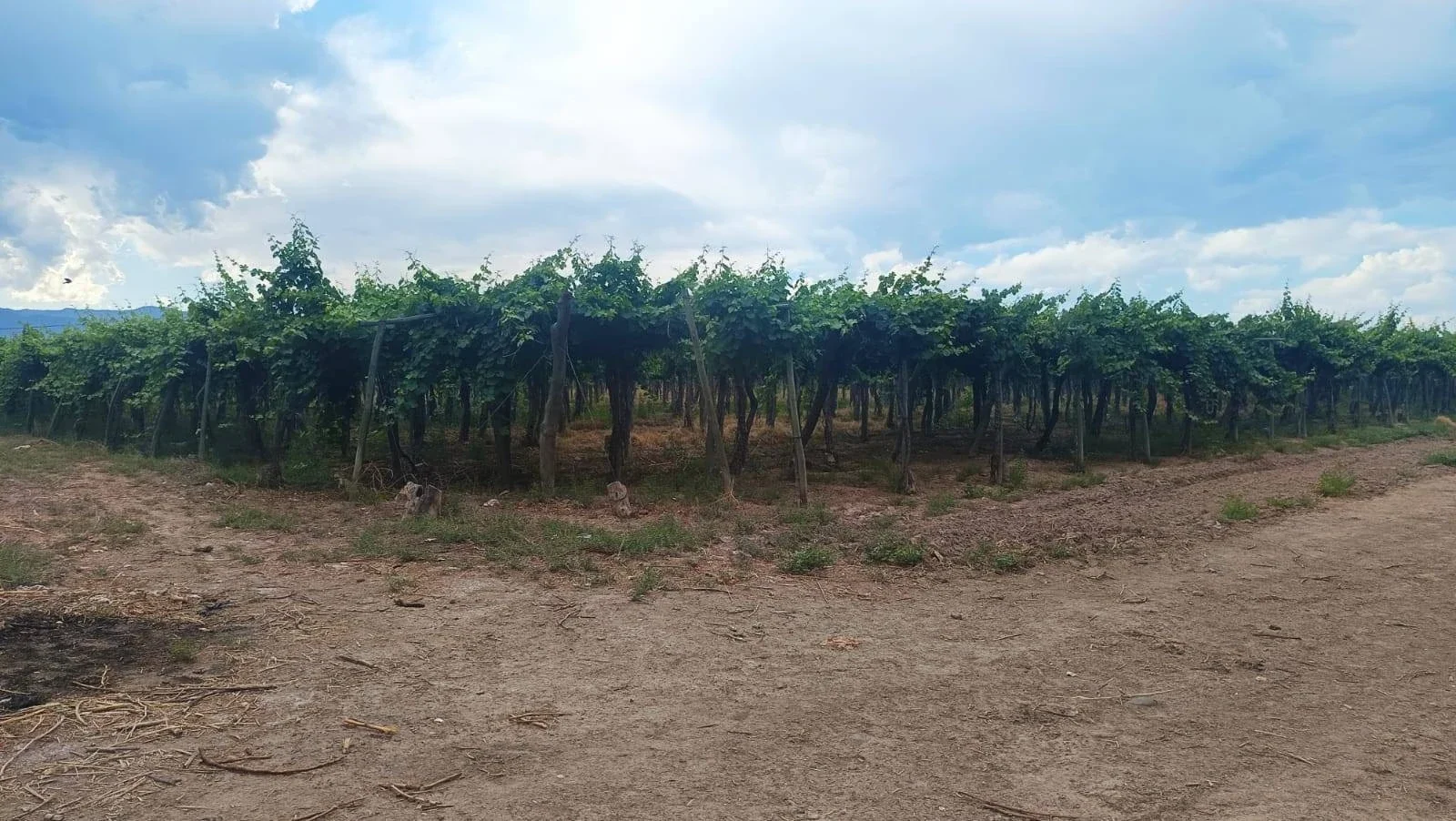 farmstead en Colonia Segovia - Imagen 3