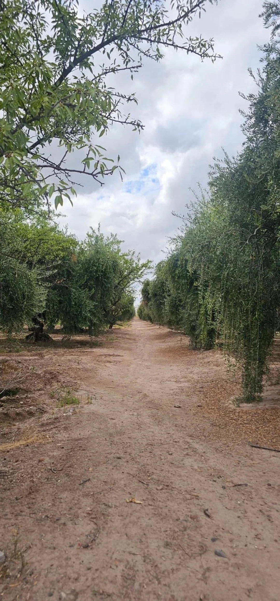 Terreno / Lote en venta de 10ha ubicado en Maipú - Imagen 3