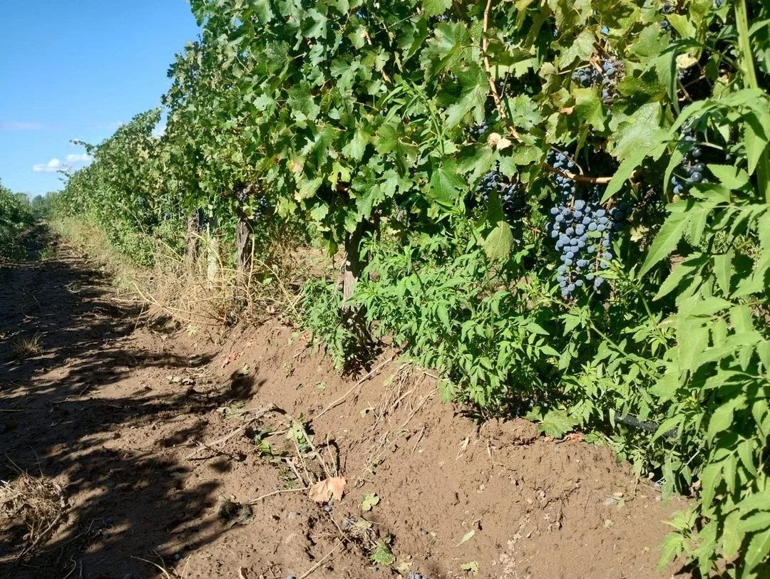 Venta de finca de 27 hectáreas en Ugarteche, Luján de Cuyo, Mendoza - Imagen 3