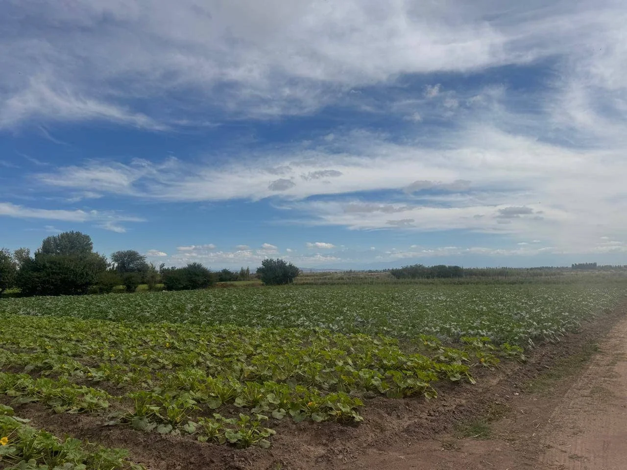 Terreno / Lote en venta de 82200m2 ubicado en Barrancas - Imagen 2