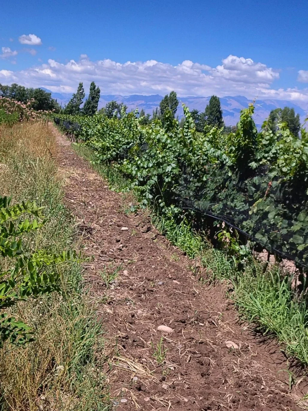 farmstead en Tunuyán - Imagen 4