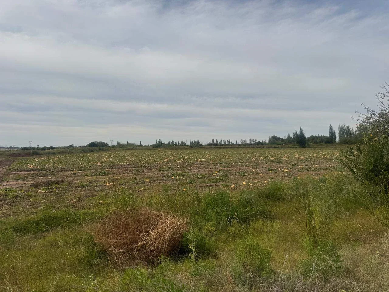 Terreno / Lote en venta de 82200m2 ubicado en Barrancas - Imagen 5