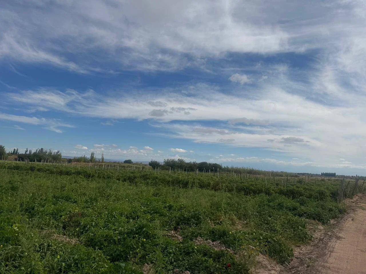 Terreno / Lote en venta de 82200m2 ubicado en Barrancas - Imagen 4