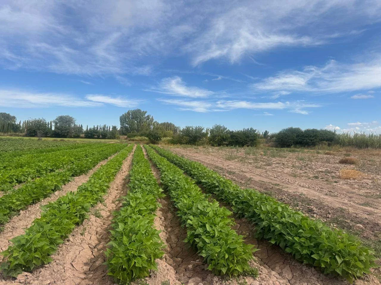 Terreno / Lote en venta de 96000m2 ubicado en Barrancas - Imagen 5
