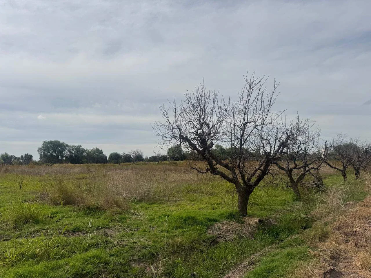 Terreno / Lote en venta de 82200m2 ubicado en Barrancas - Imagen 1