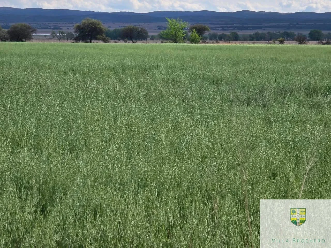 Venta de Campo con 10 has de Chacra subre Ruta Provincial 15, Alto Grande C023AG - Imagen 1