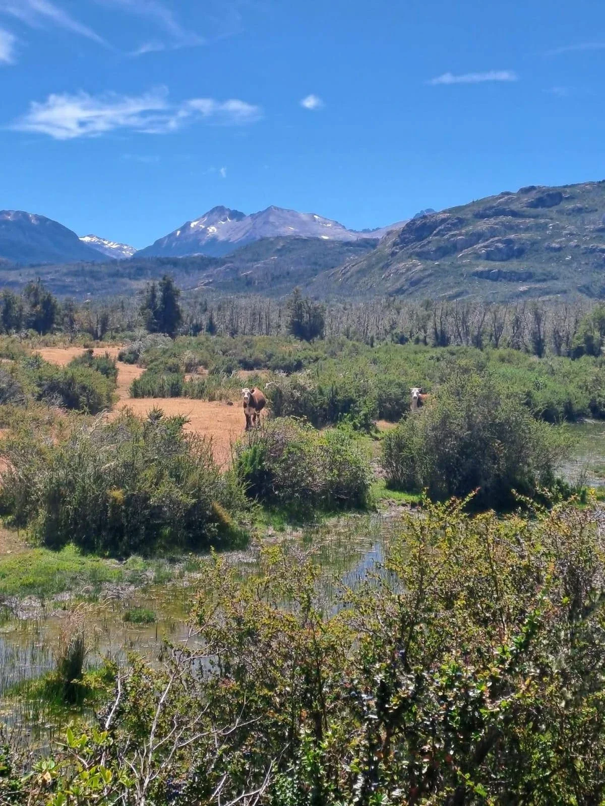 Campo en venta de 156 HECTAREAS ubicado en Frontera de Río Pico - Imagen 5